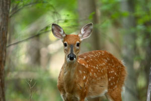See Wildlife on the Bearskin Trail
